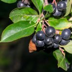 Arónia čerešňolistá (Aronia × prunifolia) ´VIKING´ - výška 90-100 cm, kont. C3L - TOČENÝ KMEŇ